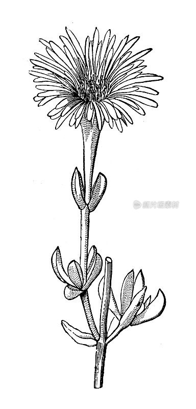 古植物学插图:镰叶菊(mefembryantheum falcatum)